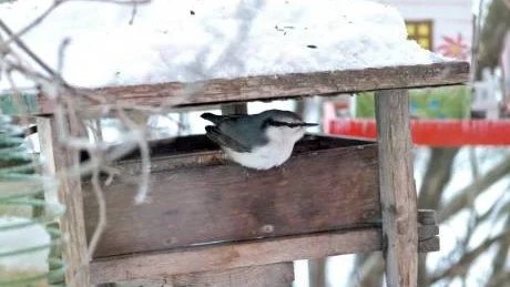 Nötväckan är en tuff besökare på fågelbordet.