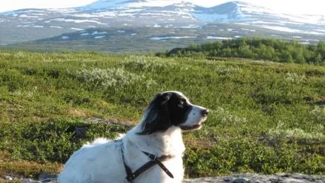 trångt. Svenska jägareförbundet anser att utländska jägare tar för mycket plats i fjällen och vill att svenska jägare ska få första chansen att jaga.