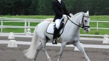 stilfullt. 14-åriga Sofia Nordström, Luleå Ridklubb, ska delta på SM till helgen - detta trots att hon bara tävlat i dressyr i ett år.