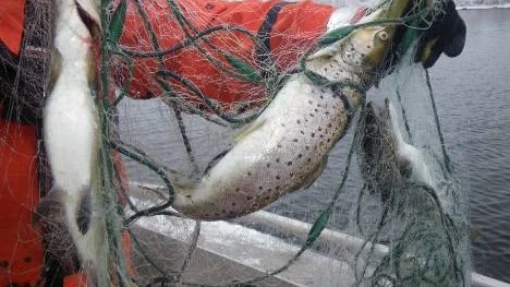 Öringen har sedan länge varit fredad från allt fiske, trots det hittar länsstyrelsen fisketillsyn utlagda nät i kustområdet.