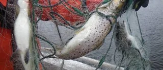 Olaga havsöringsfiske avslöjat i Kalix