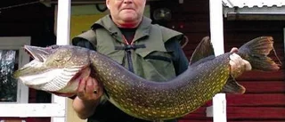 Rovfisk med vassa gaddar