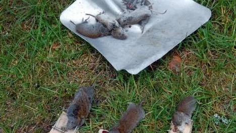Rejäla munskydd och handskar rekommenderas av smittskyddsexperter vid hantering av skogssorkar samt vid städning av lador eller jaktstugor.
