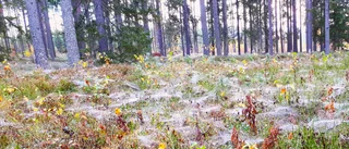 Läsarbilden: Spindelnät i skogen