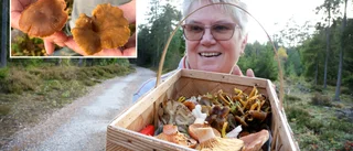 SVAMPEXTRA • Lär dig se skillnad på läcker och dödligt giftig • Riina bjuder på recept och kunskap • QUIZ: Testa dina svampkunskaper