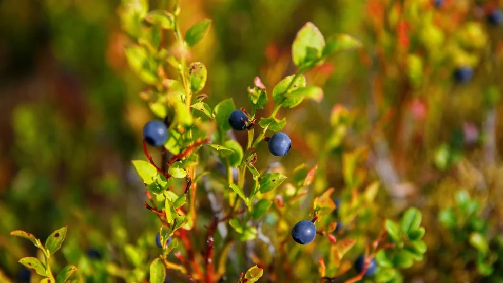 Fåbär. De tillresta bärplockarna verkar bli färre än vanligt i år.