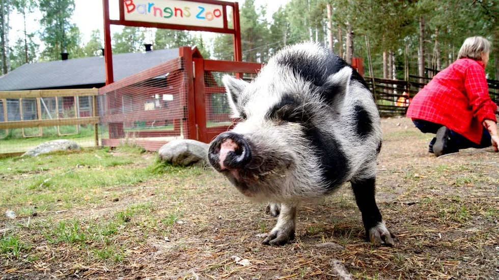 Efter att populära Granparken varit stängd i fem år, kommer den nu att rustas upp och välkomna besökare igen i sommar. Kanske en och annan gris kommer att finnas för barnen att klappa. (Arkivbild)