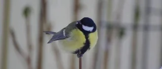 Dagens väderbild