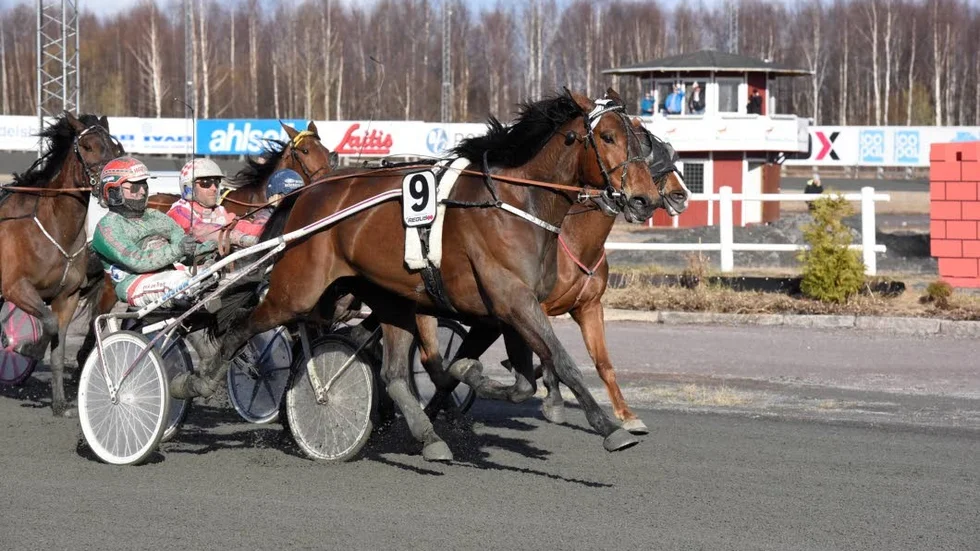 Stark. Petri Salmela-ägda Lawless Laday, med Hannu Torvinen i sulkyn, visade fin form och spurtade hem vinsten.
