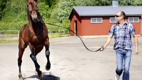 Hopp inför helgen. Kari Vaaraniemis sprallige Quantum Classic har segerchans på V75 i helgen.Foto: EIJA DUNDER