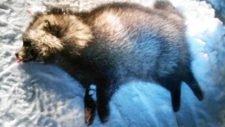 mårdhund påkörd.  Rickard Lantto körde på en mårdhund på söndagseftermiddagen.Foto: Rickhard Lantto