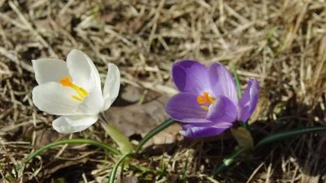 Krokusar vid sydväggen är väl ett vårtecken och en markering att nu har värmen återvänt.