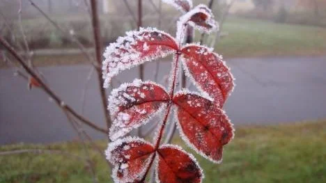 Frostnupet blad.