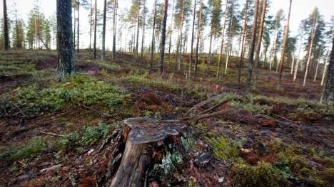 Totalt gav avverkningen av drygt 6 000 kubikmeter kommunal skog 3,8 miljoner kronor i intäkter. På friluftsområdet Åsen har skogen glesats ut och jorden ska inte markberedas.