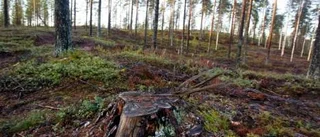 Avverkning gav miljonklirr