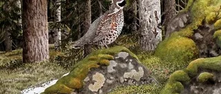 Stillheten i senhöstskogen är en speciell företeelse