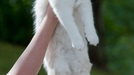 En ragdoll slappnar av i hela kroppen när man lyfter den. Därav sitt namn som kommer från en trasdocka.