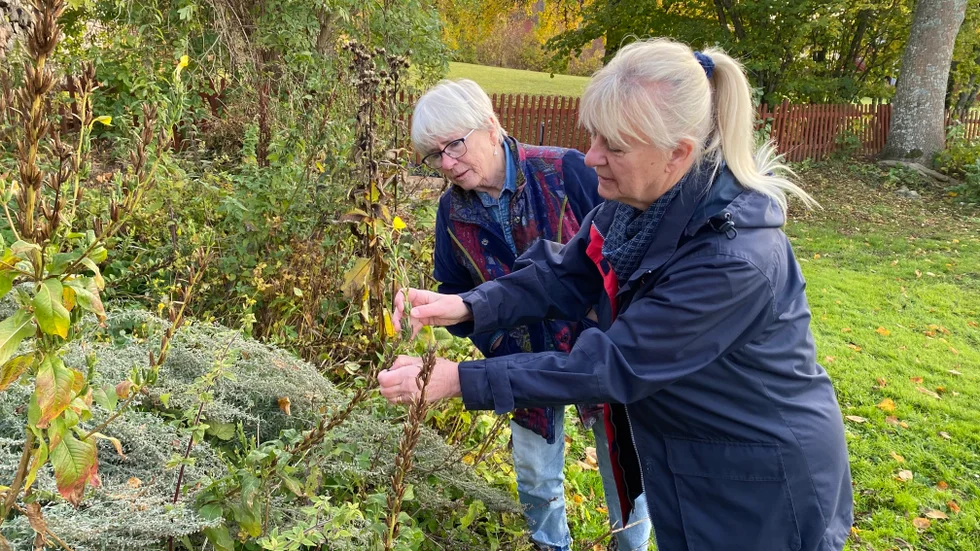 Stina Näslund och Marianne Renfors vurmar för gamla kulturväxter och tänker spara nattljusen som växer vid muren upp mot kyrkan där de ska starta odling. 
