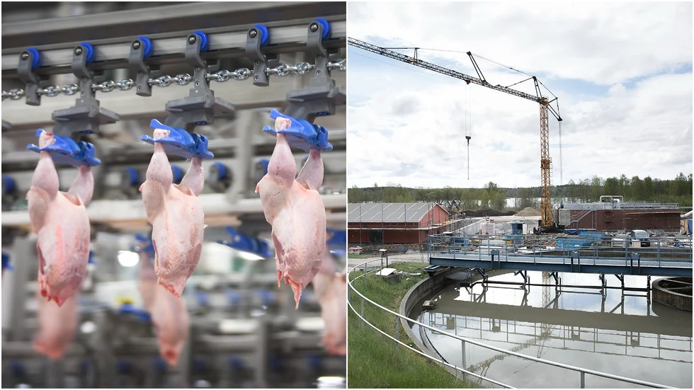 Trots strikta regler har Kronfågel på nytt släppt ut för mycket avloppsvatten till Rosenholms reningsverk och företaget straffas med ett femsiffrigt vite.