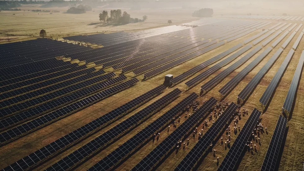 Får betar mellan solpanelerna vid anläggningen i Sjöbo. Svea Solar tänker ha samma lösning i sin solpark utanför Skavsta. Det gör att jordbruksmarken inte tas ur produktion, menar bolaget. Kritiker talar i stället om greenwashing, eller grönmålning.