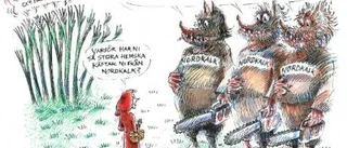 Ojnareskogen mer än bara träd