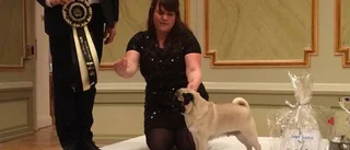 Här är Gotlands vackraste hund