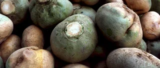 Kålrötter för vegetarisk norm