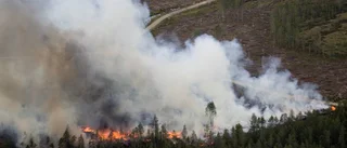 Nya arter funna i Kirunaskog