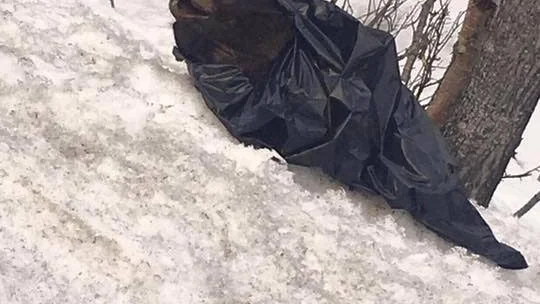 ÄLGHUVUD. Olivia Andrén gjorde en obehaglig upptäckt vid Kurravaara då hon såg et älghuvud i en sopsäck i skogen.