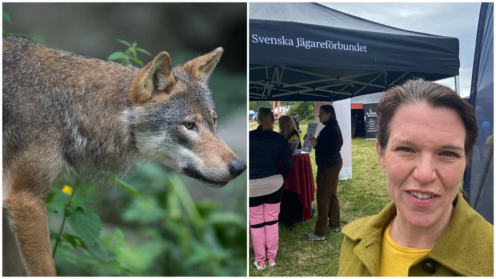 Sex politiska partier gav svar i vargfrågan inför valet i höst vid en debatt vid jaktmässan i Skokloster. Vargstammen måste minskas, i vissa fall från dagens cirka 500 till 150 individer, var budskapet. Lina Nordquist (L) riksdafgsledamot från Uppsala deltog.