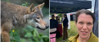Budskapet från partier: Vargstammen måste minskas radikalt – när det sker är oklart