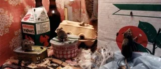 Varpor, kortbyxor och whisky