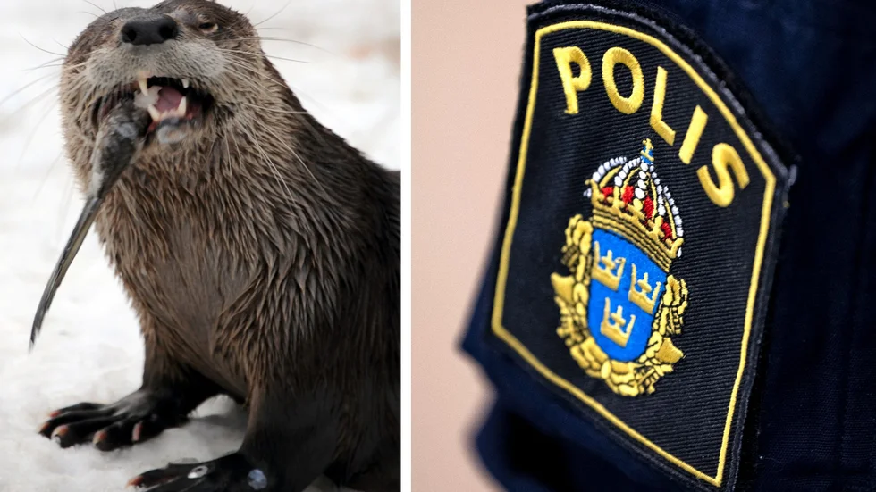Påkörd utter rubriceras som förseelse mot jaktlagen. Polisens presstalesperson, Åsa Willsund, råder till att hellre anmäla en gång för mycket än en gång för lite om man är osäker.