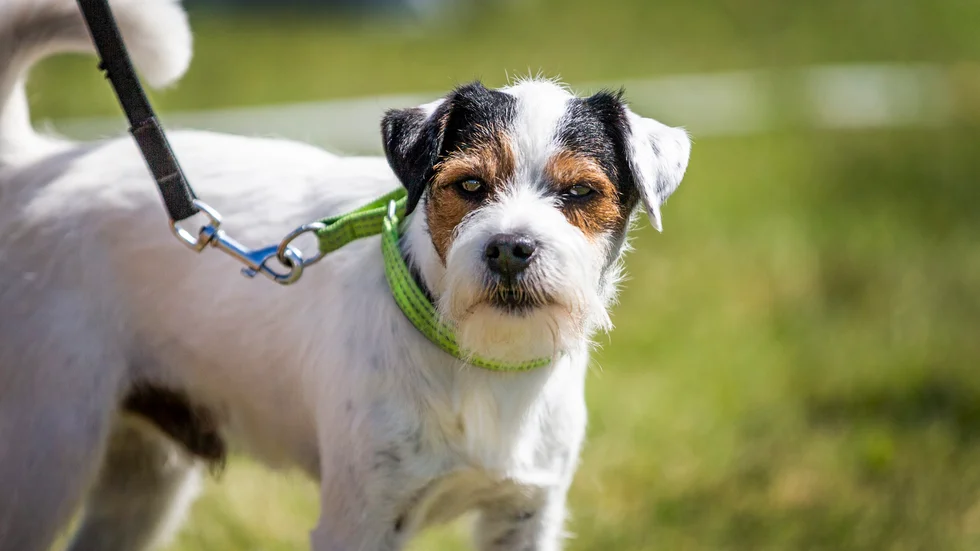Räddningstjänsten fick under söndagsförmiddagen gräva fram en hund som fastnat under ett hus. (Hunden på bilden har inget med texten att göra.)