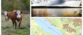 Mark vid Kvännaren hägnas in • Ska bli betesmark åt kor • "Effektiv metod för att hålla efter sly"