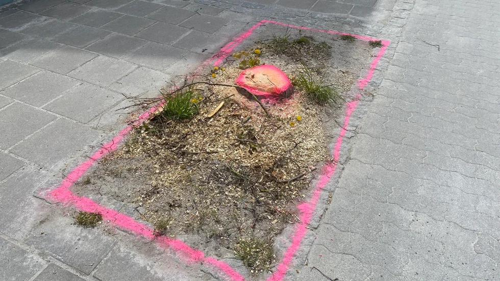 Fällda träd i Hemse upprör.