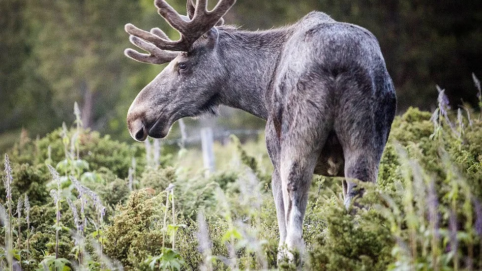 Sörmland vill ha en kvalitativt stark älgstam.