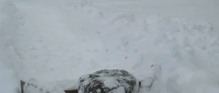 Snart blommar vintergäcken