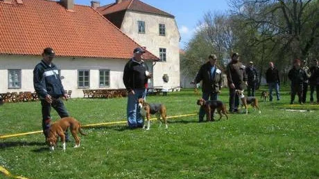 Hundparad. I helgen arrangerades Gotlands Stövarklubbs vårutställning.