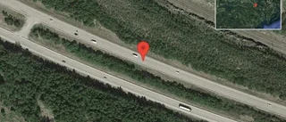 Älg på vägen på E20