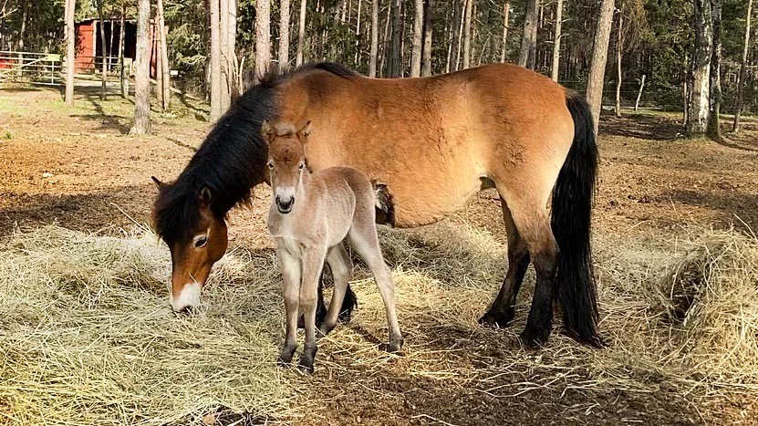 2022 års första föl på Lojsta hed.