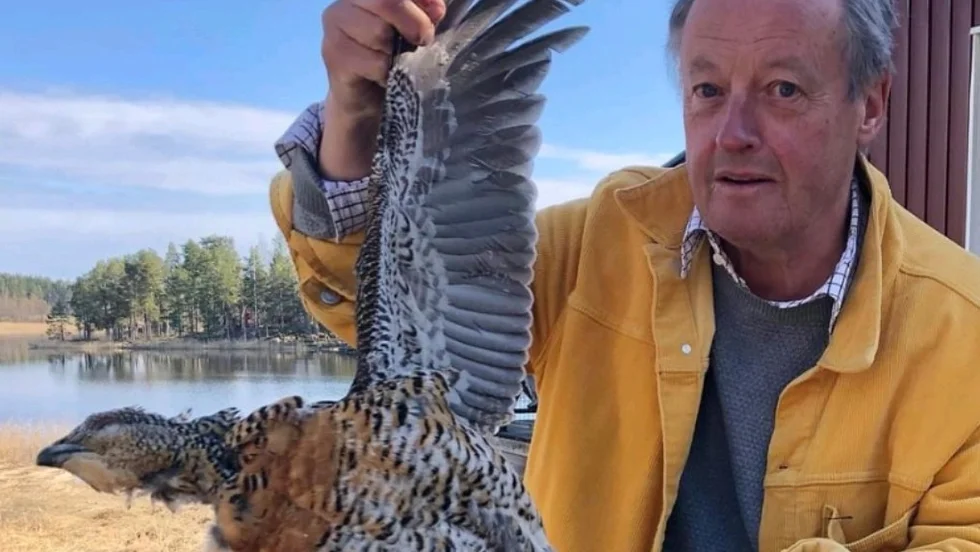 Tommy Schönstedt la märke till att det var ett stort hål i fönstret hos grannen. Sedan upptäckte han att det var en stor tjäderhöna som var orsaken.