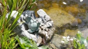 Grodan vid strandkanten njuter av vårsolen.