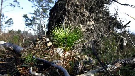 Svårföryngrat. Av flera olika skäl har den gotländska skogen fått stämpeeln ”svårföryngrad”. Länsstyrelsen vill ha denna stämpel kvar.ARKIVFOTO: ROLF JÖNSSON