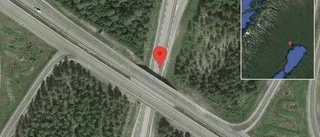 Älg på vägen på E4