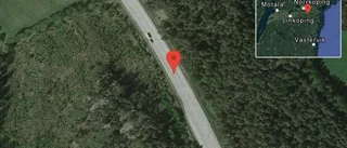 Rådjur på vägen