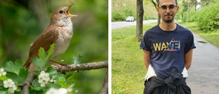 Ny fågelart för Östergötland upptäckt – skönsjungande fågeln en sensation i Skäggetorp • Lyssna på sången här 