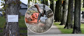 14 träd i Roma ska sågas ned • ”Säkerhetsrisk – riskerar att ramla omkull”