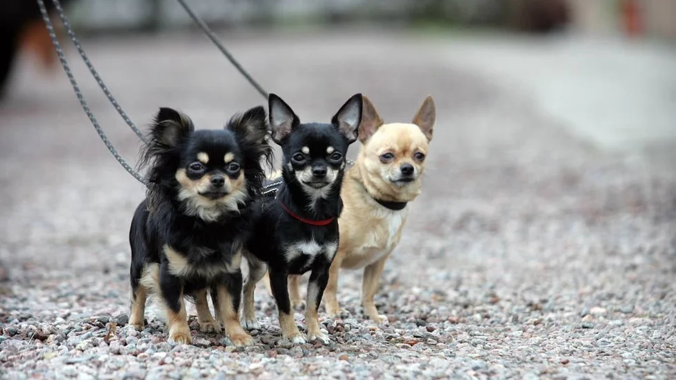 Chihuahuor på promenad.