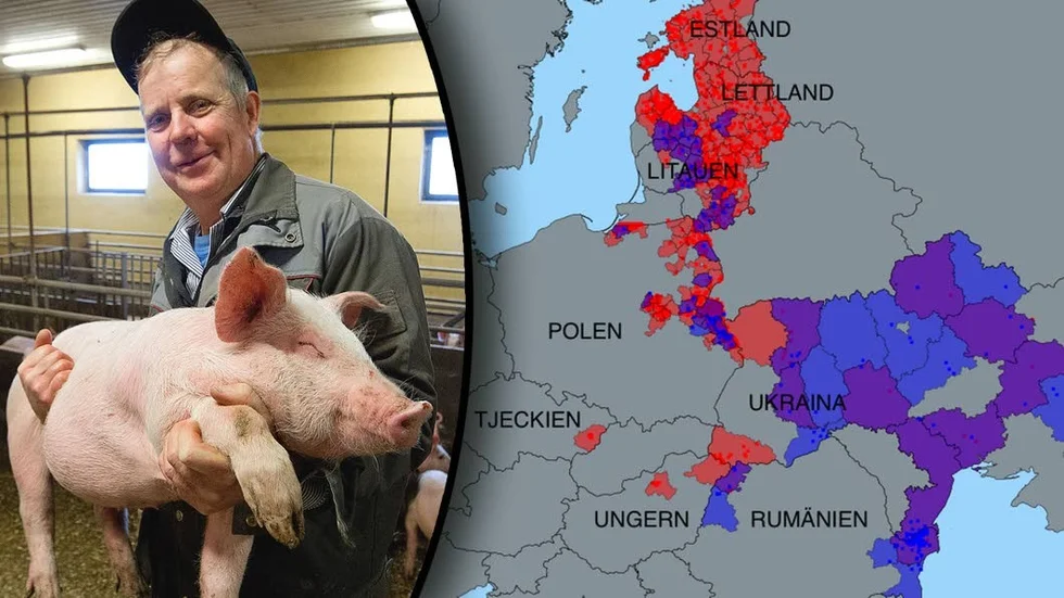 Mats Bondesson, ordförande för Gotlands Grisföretagare. Grafik av Sveriges veterinärmidicinska anstalt, SVA. Kartan visar områden där afrikansk svinpest finns.